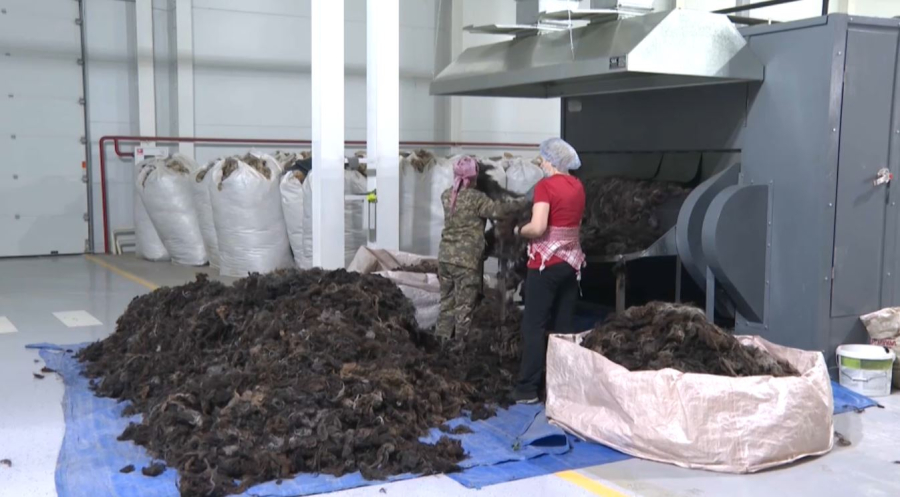 Ақтөбеде қой жүнін өңдейтін зауыт ашылды