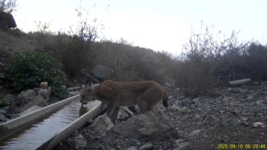 Поголовье диких животных растет в области Жетысу