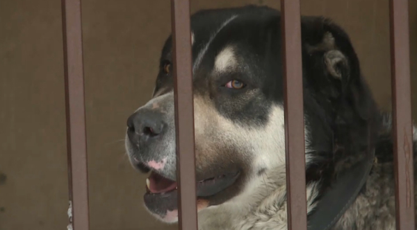 Қарағандыда бұралқы иттердің саны күн санап көбейіп келеді