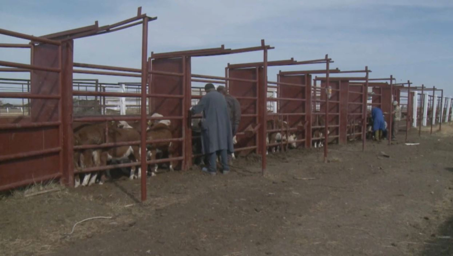 Ограничения из-за бешенства КРС ввели в селе Костанайской области