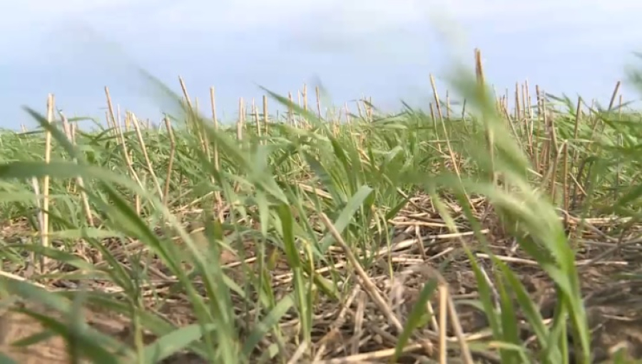 Сайгаки вытоптали посевы в Айтекебийском районе