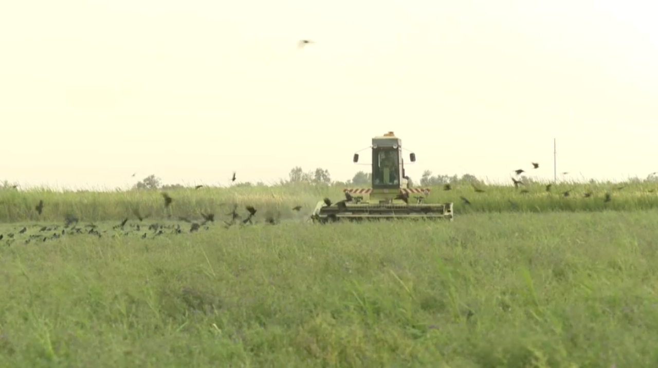 Урожай на более чем 2500 гектарах собрали в Алматинской области