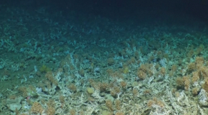 Тысячелетний коралловый риф найден на Галапагосских островах