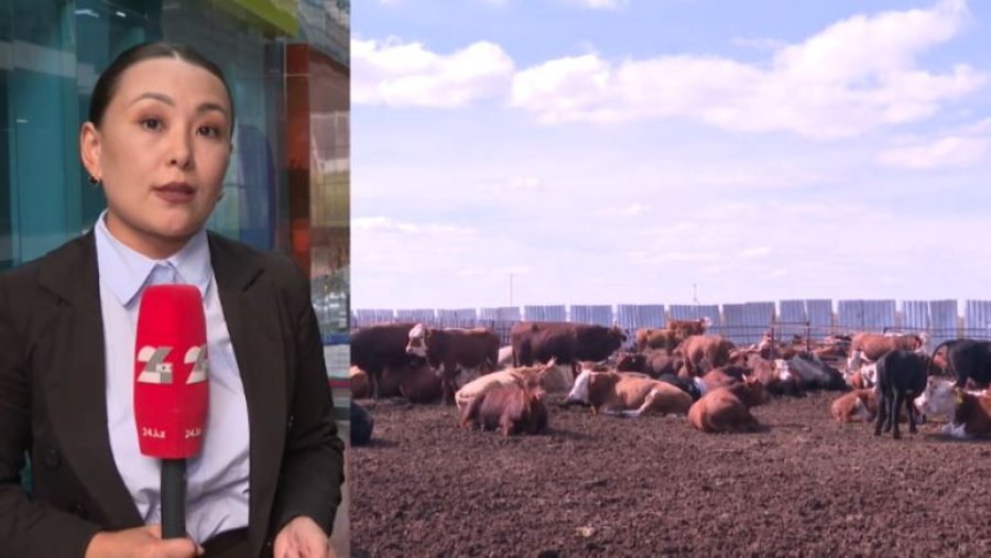 Сиыр еті неге қымбаттады?