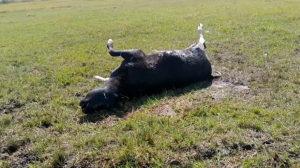 Специалисты выясняют причину падежа скота в Жамбылской области