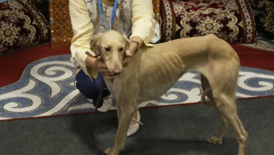 Казахских тазы представили на Всемирной выставке собак