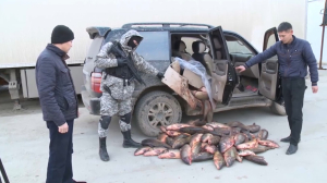 Около 80 тонн незаконной рыбы изъяли у браконьеров в Казахстане