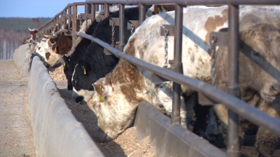 Мал шаруашылығын дамыту қадамы