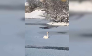 Лебедя спасли из ледяного плена в Таразе