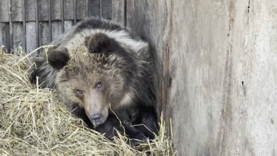Медвежонку Хабар исполнился год