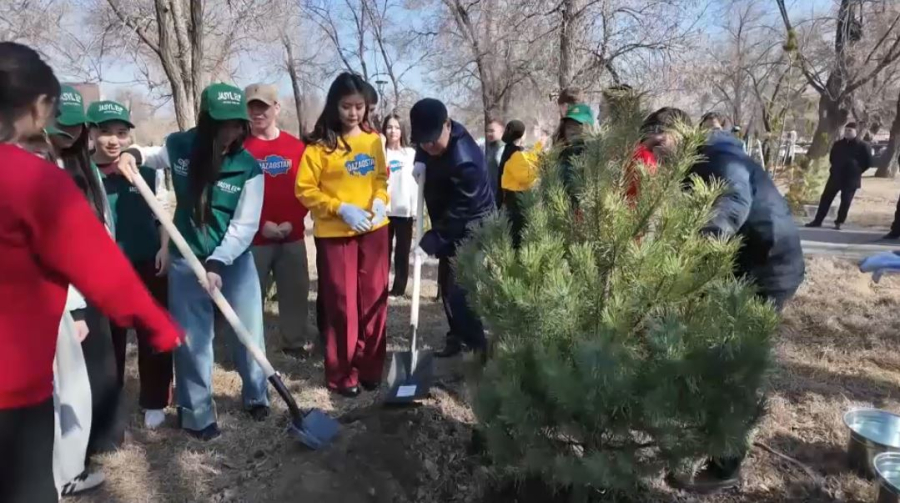 Новая аллея из сосен появилась в Талдыкоргане