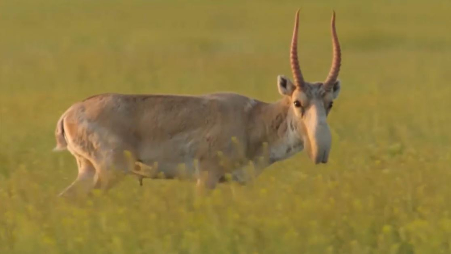 Ғалымдар киік санын 20% азайтуды ұсынды