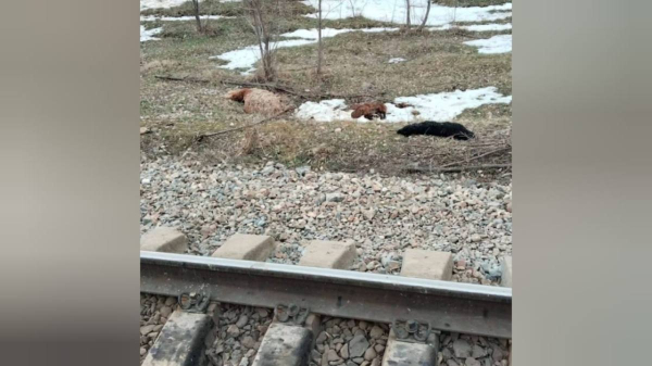Шесть овец стали причиной экстренного торможения поезда в Жамбылской области