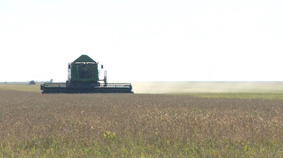 Жылқы басын асылдандыруға субсидия беріледі