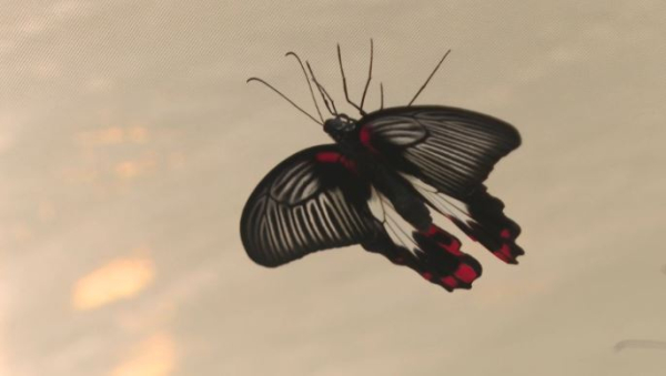 Выставка тропических бабочек проходит в Астане 
