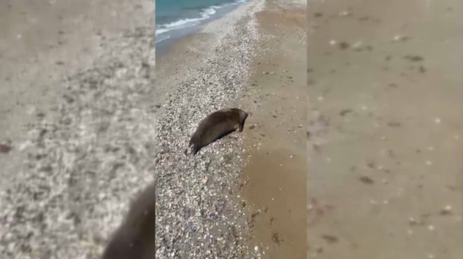 Каспий жағалауынан 279 итбалық табылды