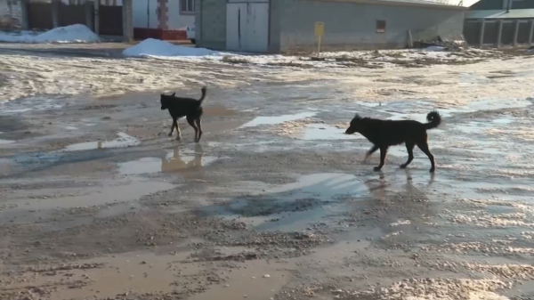 Талдықорғанда иесіз жануарларға арналған орталық салынады