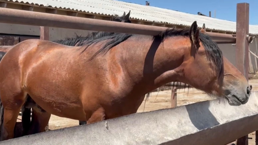 Атыраулық шаруалардың қысқы мал азығын дайындауы қиындап барады