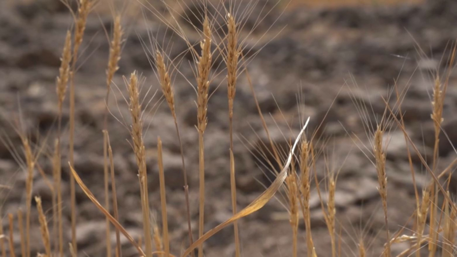 Оңтүстікте қуаңшылықтан 49 мың гектар бидай алқабы қурады