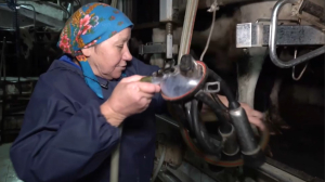 Человек труда: жительница СКО рассказала о работе доярки на МТФ в селе Вагулино