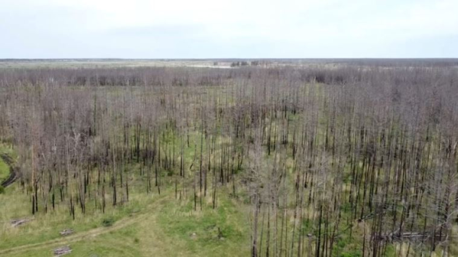 Уборку сгоревших деревьев не могут начать заготовители леса в Костанайской области
