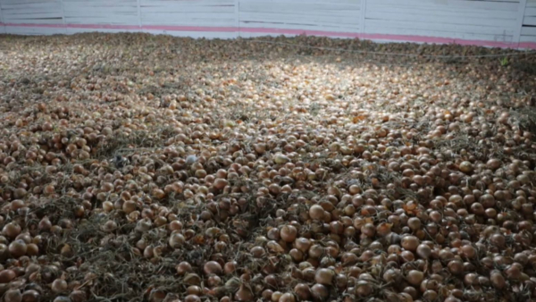 Атырауда қоқыстан 20 тонна пияз табылды