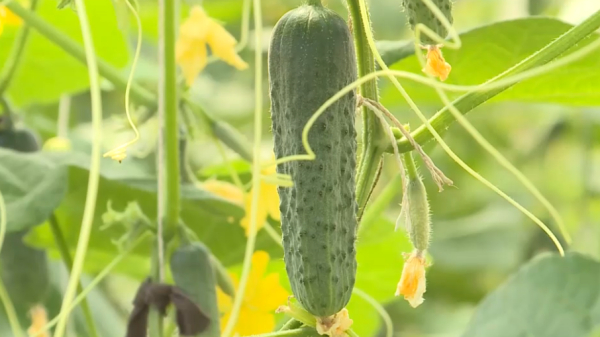 Ақтөбелік ғалымдар қиярдың жаңа сұрпын ойлап тапты