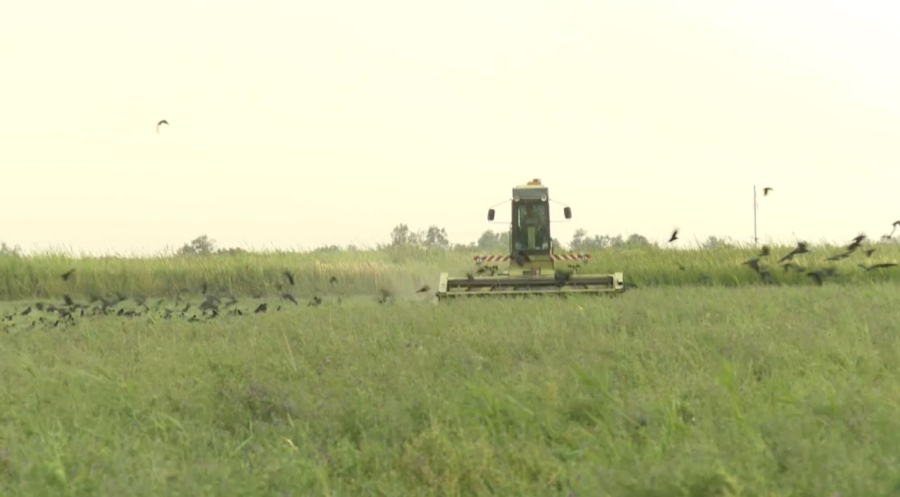 Балқаш ауданында мал азығын дайындау науқаны қызу жүріп жатыр
