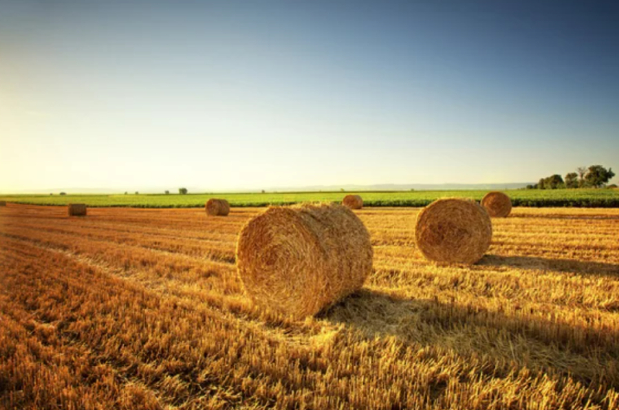 Қазақстанда 36 млн тонна мал азығы дайындалды