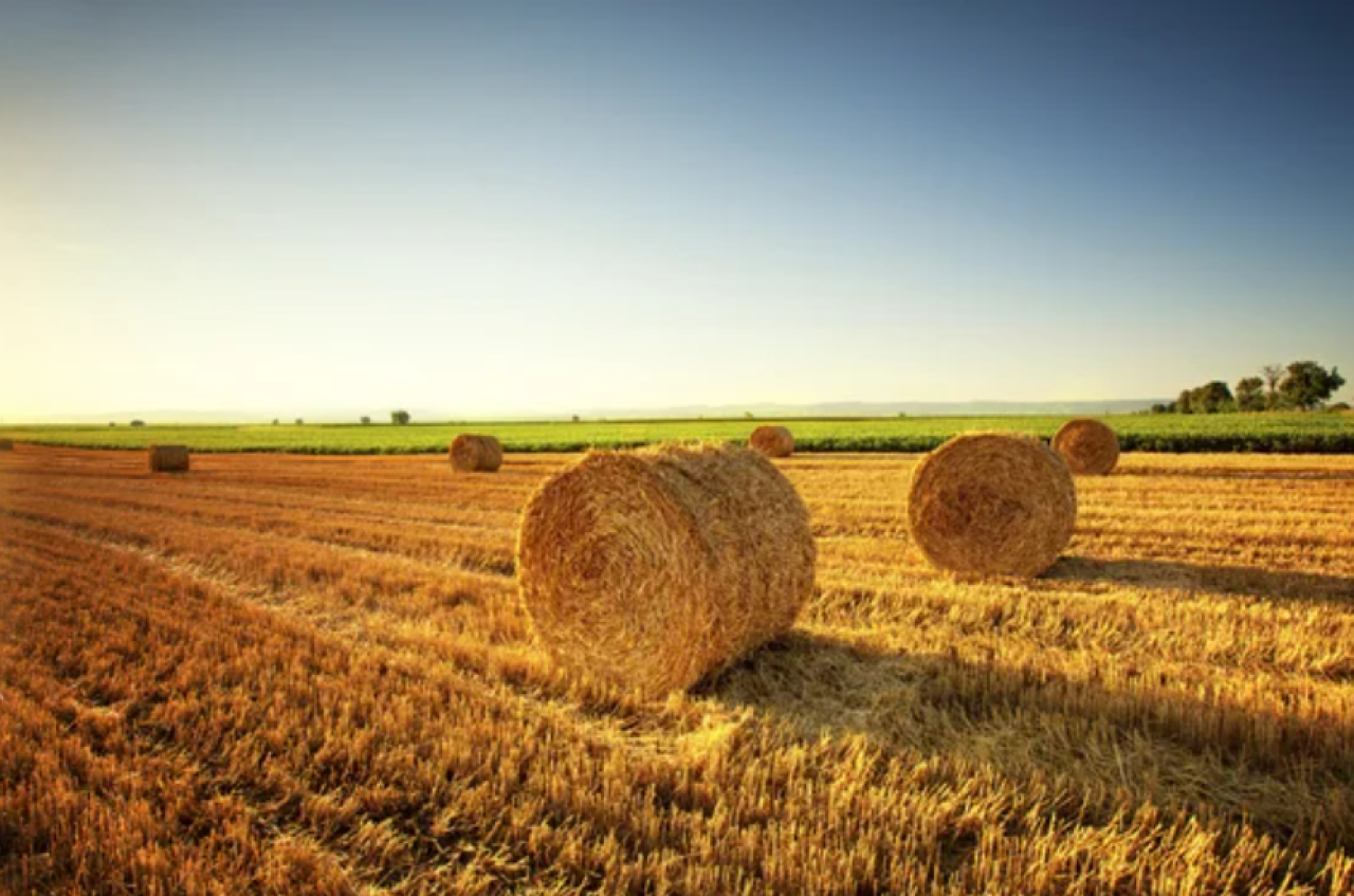 Қазақстанда 36 млн тонна мал азығы дайындалды