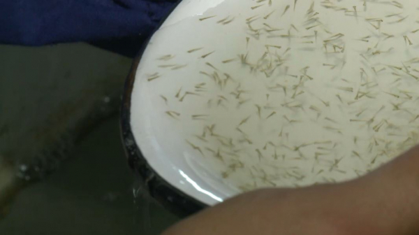 Объёмы производства товарной рыбы увеличивают в Кызылординской области