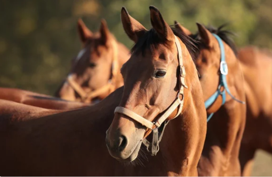 Животноводство формирует около 40% валовой продукции АПК
