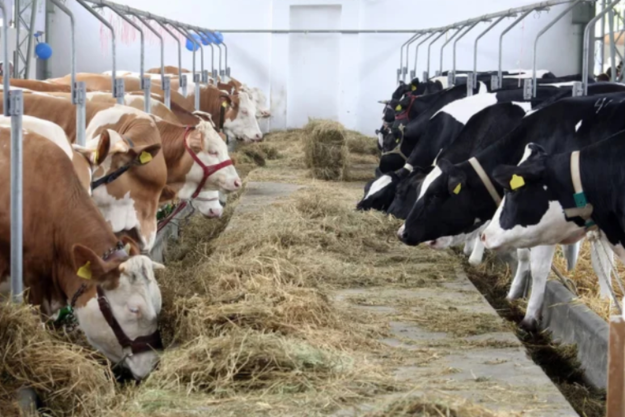 48 новых молочных ферм построено в Казахстане