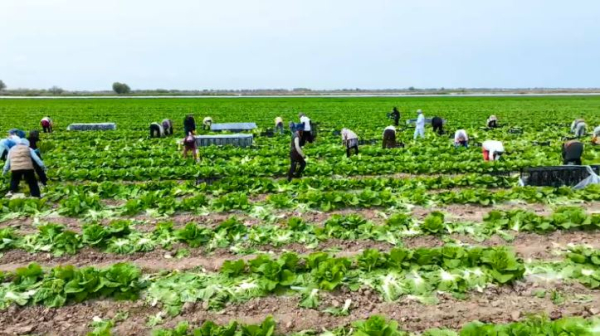 Первый урожай капусты собирают в Туркестанской области