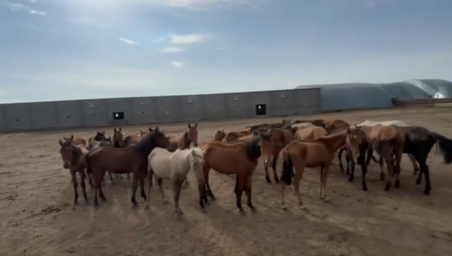 Предприниматель из Экибастуза подарил лошадей пограничникам Жетысу