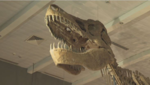 Палеонтологический зал набирает большую популярность в Нацмузее Астаны