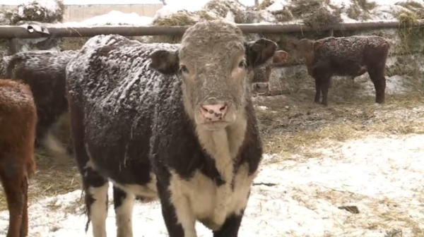 Свыше 30 тысяч человек работают в сфере сельского хозяйства в Актюбинской области