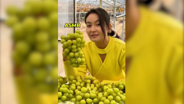 Корей шаруалары неге Shine muscat өсіргісі келмейді?