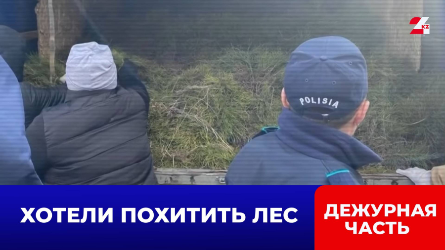 Из резервата «Семей орманы» пытались украсть лес на ₸500 млн