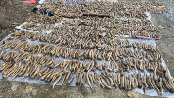 Контрабанду рогов сайги пресекли в области Жетісу