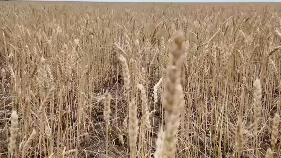 Қостанай облысында егін алқабын киік таптады