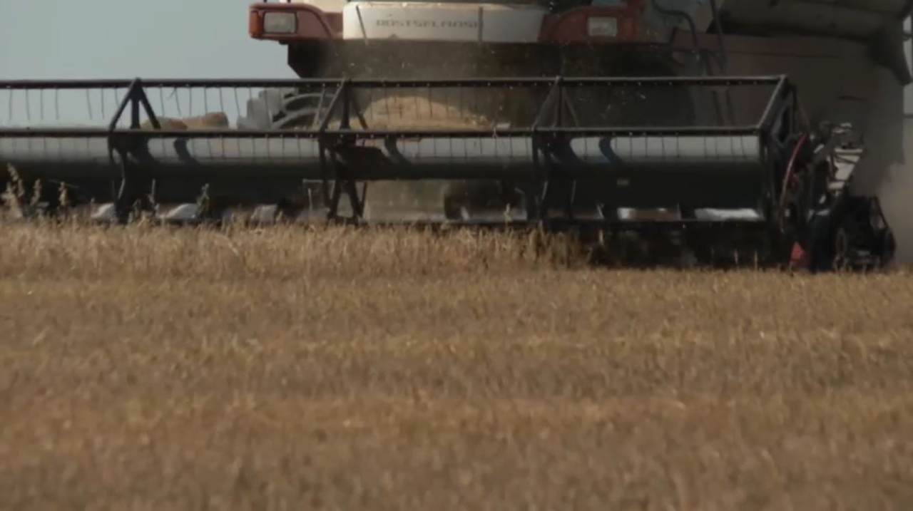 Продкорпорация объявила закупочные цены на зерно