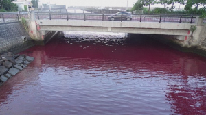 Красная вода в японском порту напугала местных жителей