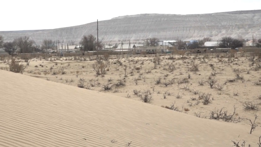 Подвижные пески сдерживают с помощью камыша в Мангистау