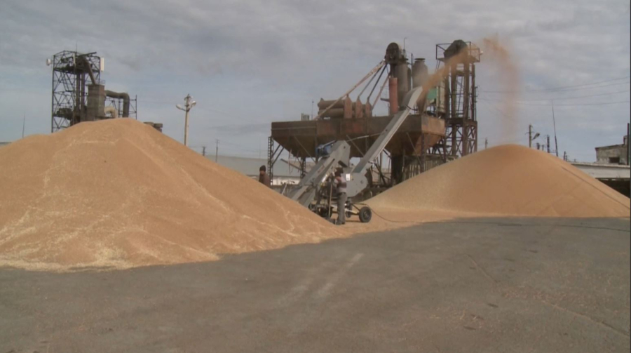 Бидайды терең өңдеу жобалары қолға алынды