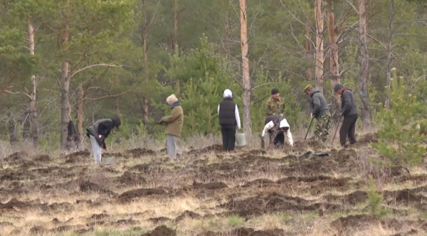 Ақмола облысында биыл 18 млн түп ағаш егіледі