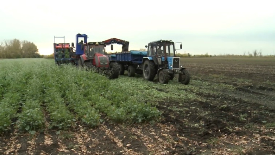 Производство в аграрном секторе увеличилось на 4,4%