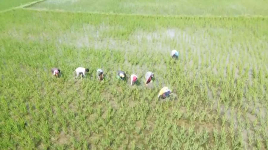 Үндістан Иранға күріш экспорттауды тоқтатты