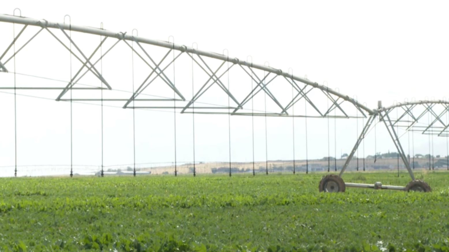 Фермеры Жамбылской области увеличивают применение капельного орошения