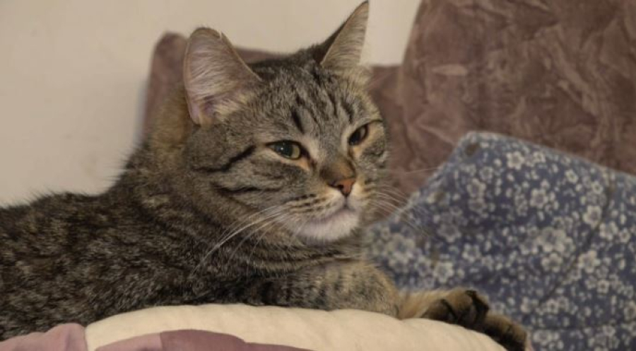 Добро без границ: петропавловская семья спасает сотни животных